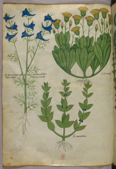 Botanical illustration, c.1440 by Italian School