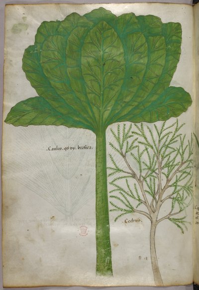 Botanical illustration, c.1440 by Italian School