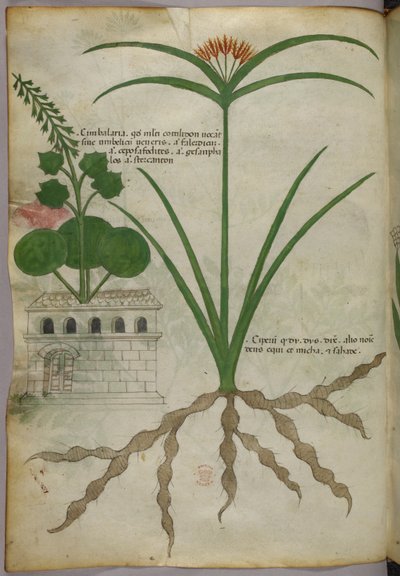 Botanical illustration, c.1440 by Italian School