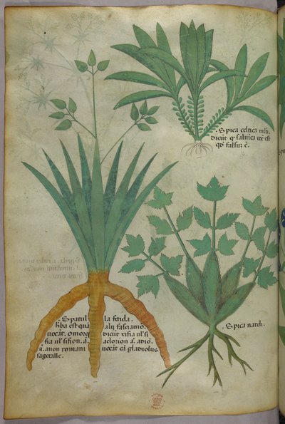 Botanical illustration, c.1440 by Italian School