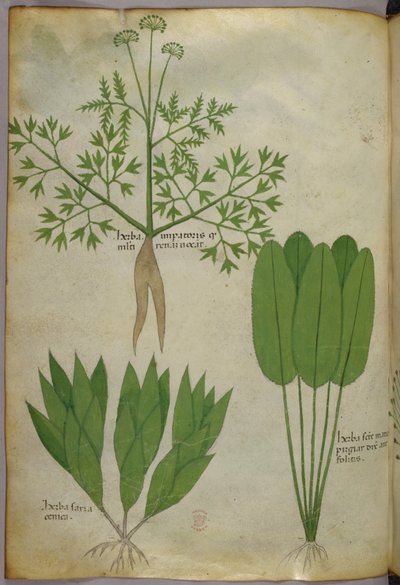 Botanical illustration, c.1440 by Italian School