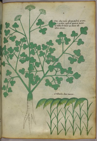 Botanical illustration, c.1440 by Italian School