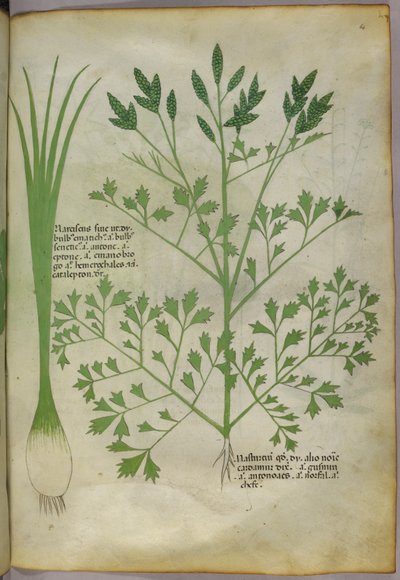 Botanical illustration, c.1440 by Italian School
