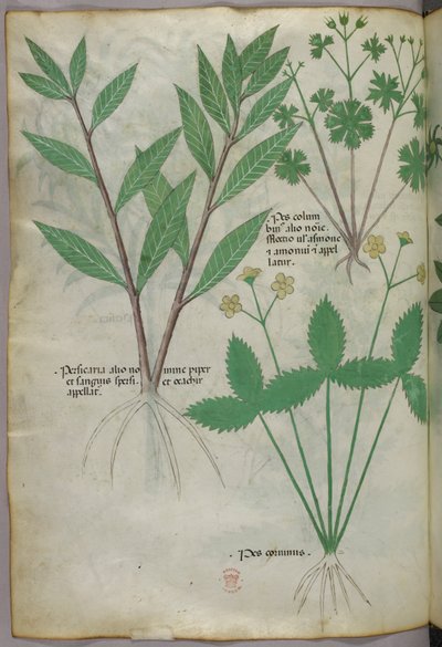 Botanical illustration, c.1440 by Italian School