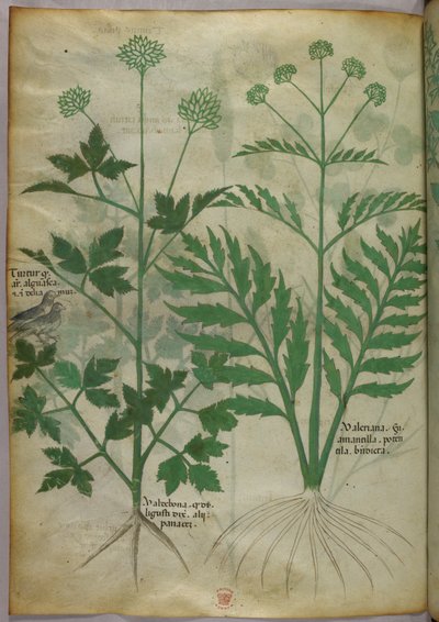 Botanical illustration, c.1440 by Italian School