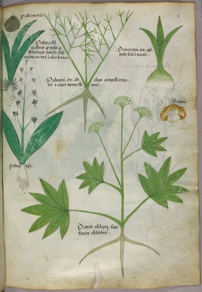 Botanical illustration, c.1440 by Italian School