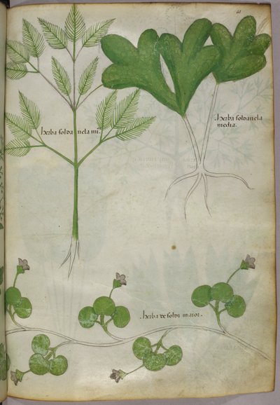 Botanical illustration, c.1440 by Italian School