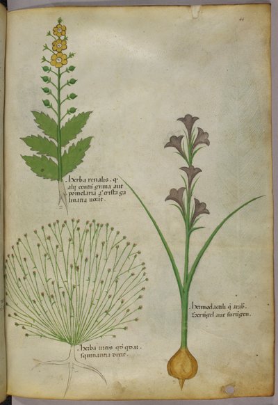 Botanical illustration, c.1440 by Italian School