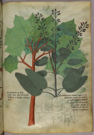 Botanical illustration, c.1440 by Italian School