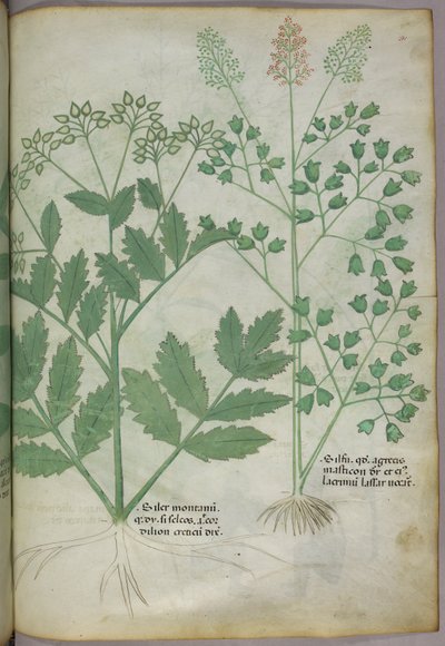 Botanical illustration, c.1440 by Italian School