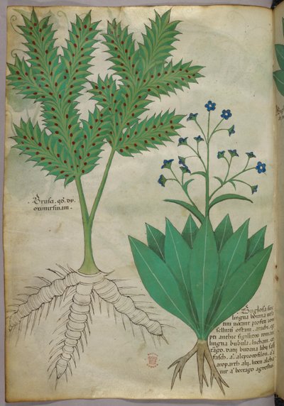 Botanical illustration, c.1440 by Italian School