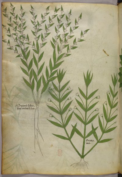 Botanical illustration, c.1440 by Italian School