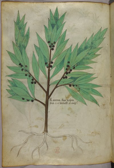 Botanical illustration, c.1440 by Italian School