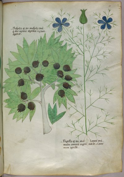 Botanical illustration, c.1440 by Italian School