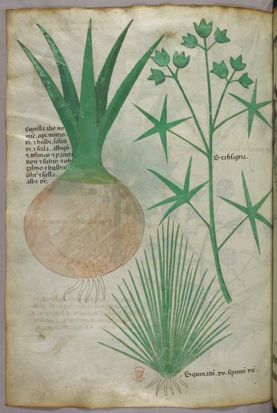 Botanical illustration, c.1440 by Italian School