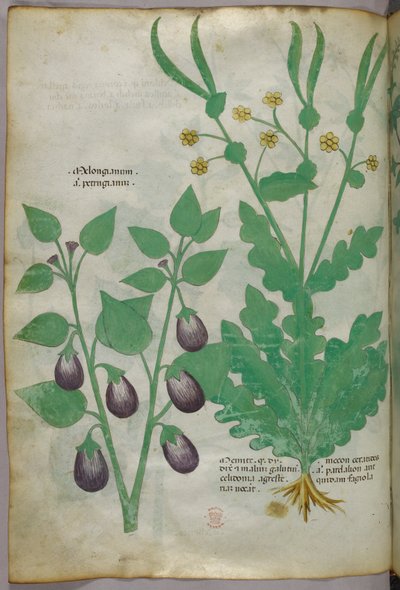 Botanical illustration, c.1440 by Italian School