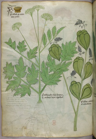 Botanical illustration, c.1440 by Italian School