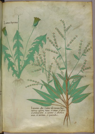 Botanical illustration, c.1440 by Italian School