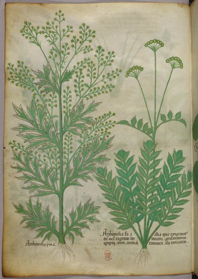 Botanical illustration, c.1440 by Italian School