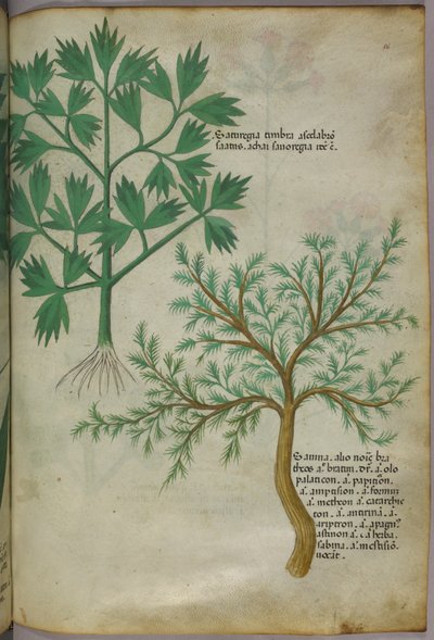Botanical illustration, c.1440 by Italian School
