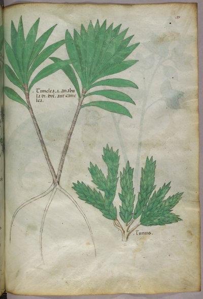 Botanical illustration, c.1440 by Italian School