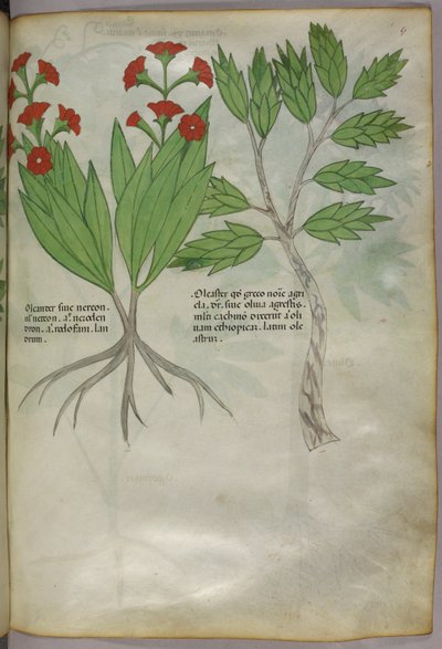 Botanical illustration, c.1440 by Italian School