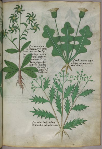 Botanical illustration, c.1440 by Italian School