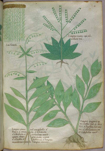 Botanical illustration, c.1440 by Italian School