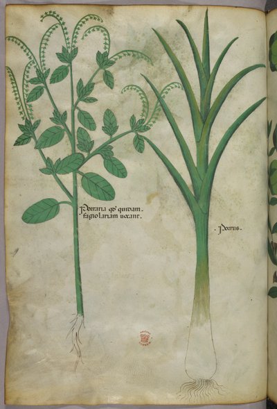 Botanical illustration, c.1440 by Italian School