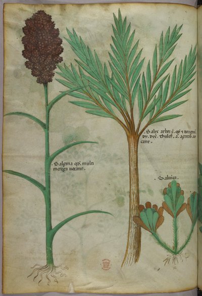 Botanical illustration, c.1440 by Italian School