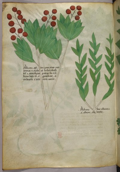 Botanical illustration, c.1440 by Italian School