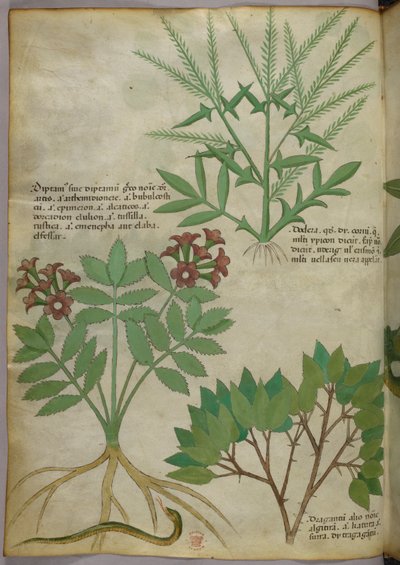 Botanical illustration, c.1440 by Italian School