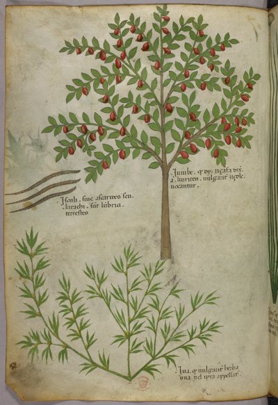 Botanical illustration, c.1440 by Italian School