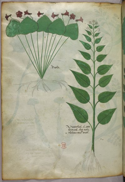 Botanical illustration, c.1440 by Italian School