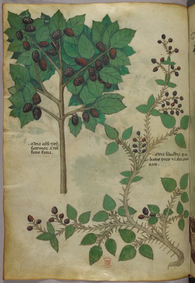 Botanical illustration, c.1440 by Italian School