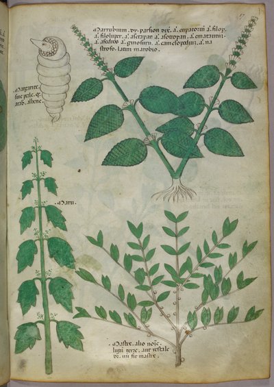 Botanical illustration, c.1440 by Italian School