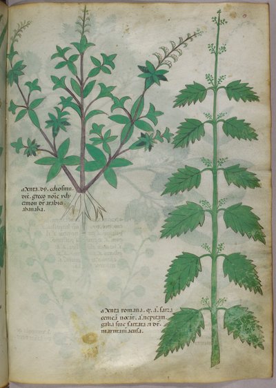 Botanical illustration, c.1440 by Italian School