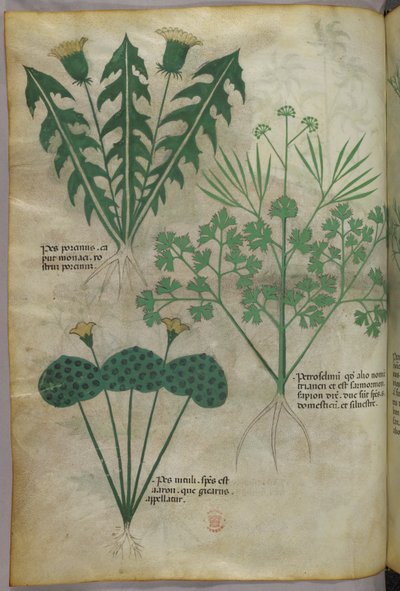 Botanical illustration, c.1440 by Italian School