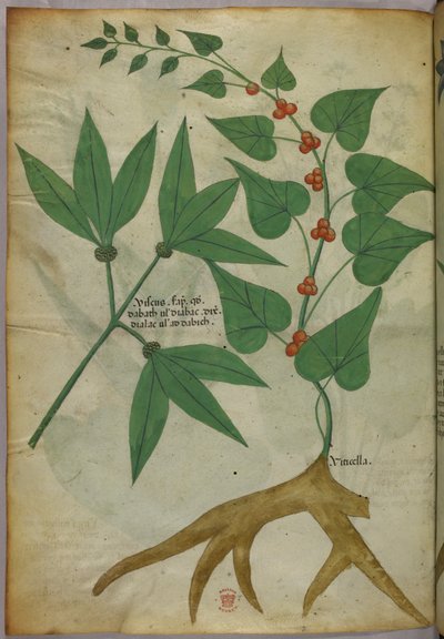 Botanical illustration, c.1440 by Italian School