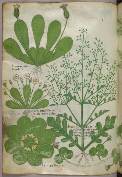 Botanical illustration, c.1440 by Italian School