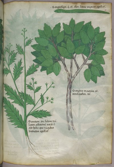 Botanical illustration, c.1440 by Italian School
