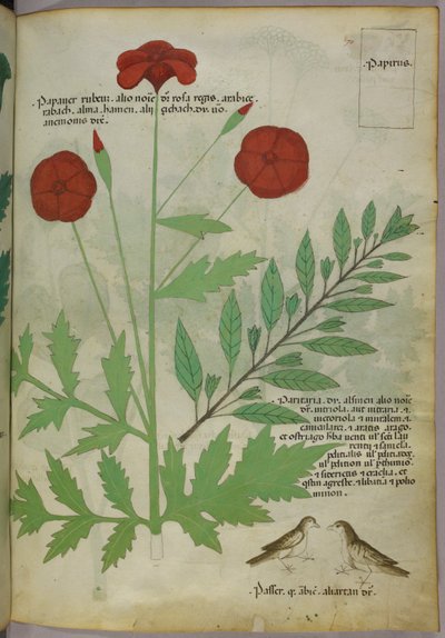 Botanical illustration, c.1440 by Italian School