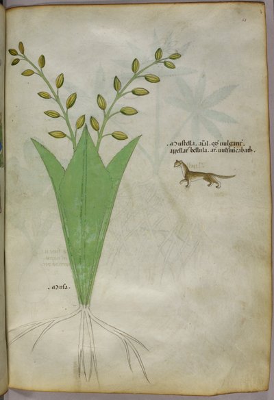 Botanical illustration, c.1440 by Italian School