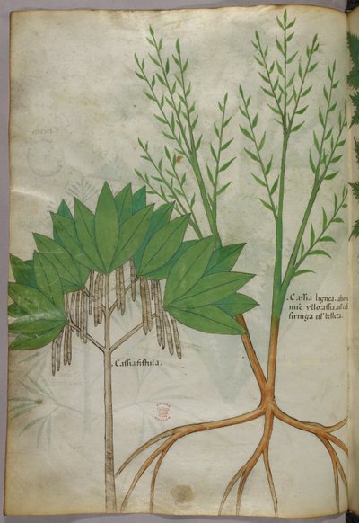 Botanical illustration, c.1440 by Italian School