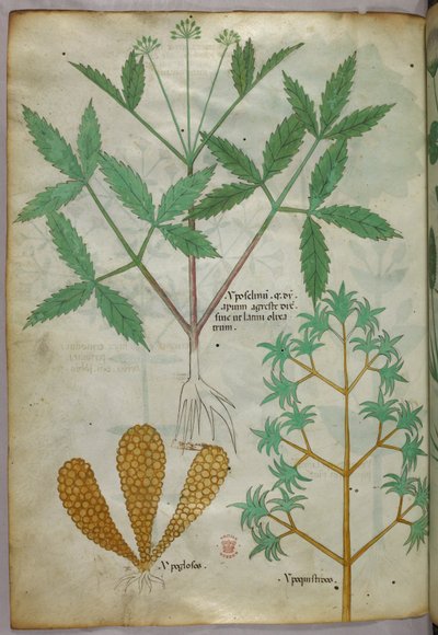 Botanical illustration, c.1440 by Italian School
