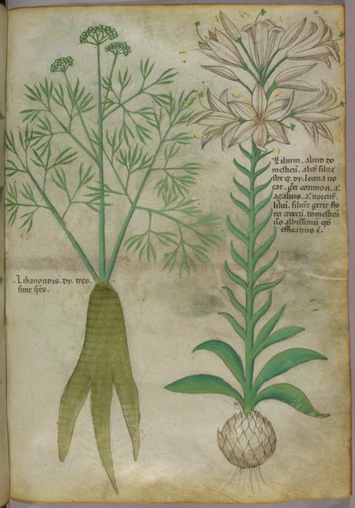 Botanical illustration, c.1440 by Italian School
