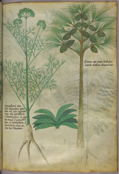 Botanical illustration, c.1440 by Italian School