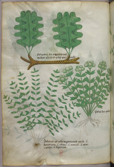 Botanical illustration, c.1440 by Italian School