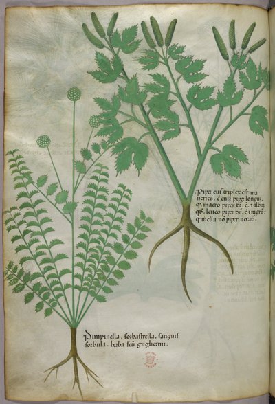 Botanical illustration, c.1440 by Italian School