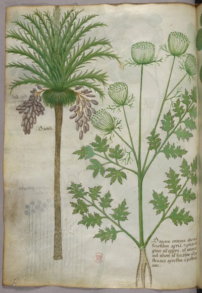 Botanical illustration, c.1440 by Italian School